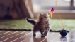7 Играчки, които всяка котка трябва да има